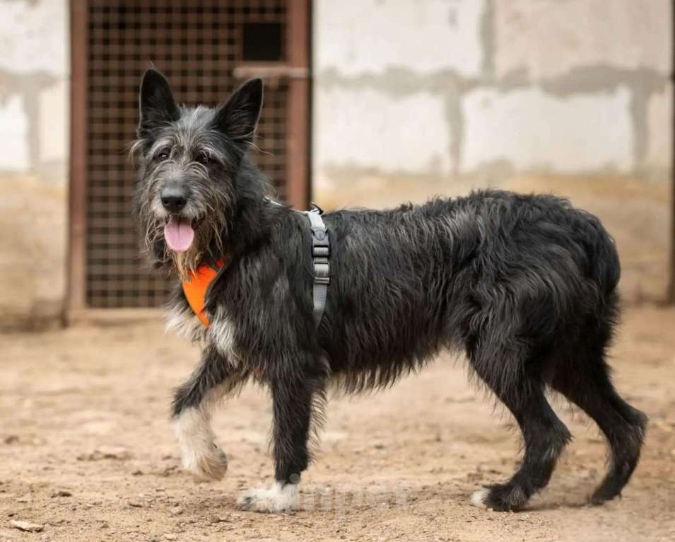 Собаки в Москве: Шанталь ищет свою семью Девочка, Бесплатно - фото 4