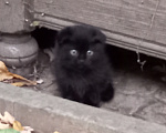 Кошки в Ставрополе: Котёнок в добрые руки Мальчик, Бесплатно - фото 1