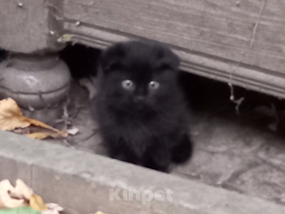 Кошки в Ставрополе: Котёнок в добрые руки Мальчик, Бесплатно - фото 1
