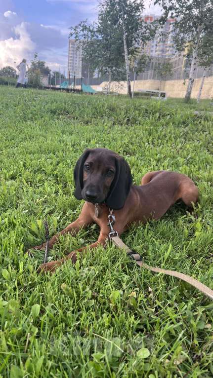 Собаки в Москве: Продаётся щенок 4 месяца баварская горная гончая Мальчик, 30 000 руб. - фото 9