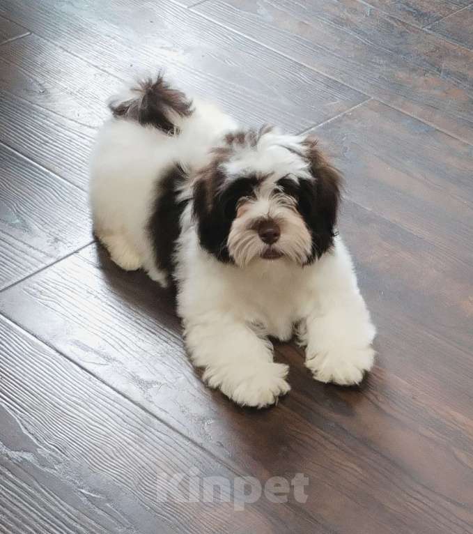 Собаки в других городах Московской области: Щенок породы Хаванез Мальчик, 130 000 руб. - фото 2