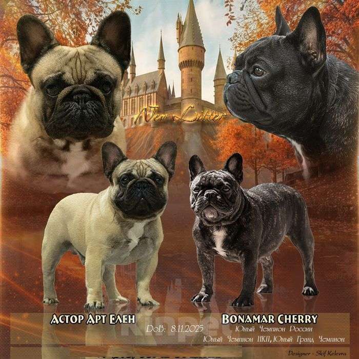 Собаки в Севастополе: Дебора Великолепная Девочка, 70 000 руб. - фото 1