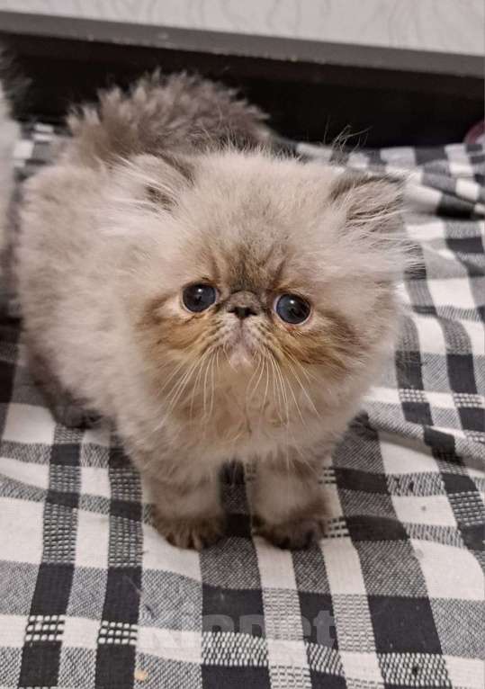 Кошки в Нижнем Новгороде: Котенок персидской породы Мальчик, Бесплатно - фото 1