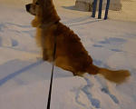 Собаки в Ижевске: Кобель.Вязка. Ретривер Мальчик, Бесплатно - фото 2