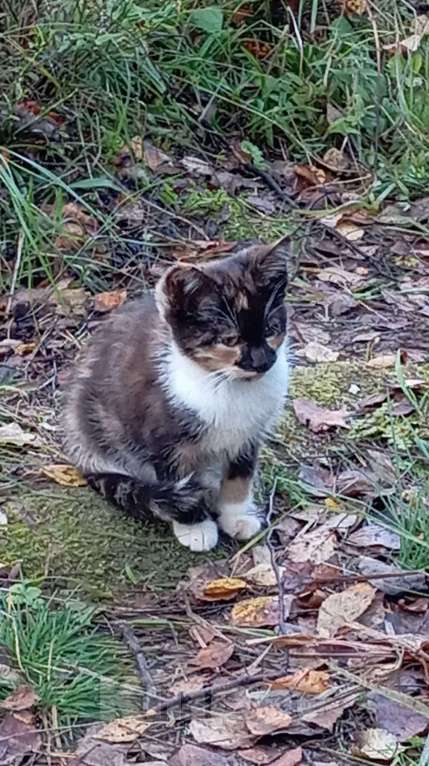 Кошки в Санкт-Петербурге: Очаровательные пушистые дачницы ищут тёплый дом. Девочка, Бесплатно - фото 3