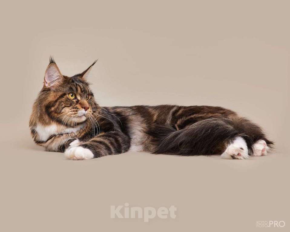 Кошки в Новосибирске: Мейкун приглашает на вязку Мальчик, 20 000 руб. - фото 5