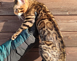 Кошки в Москве: Бенгальский котенок Мальчик, 30 000 руб. - фото 6