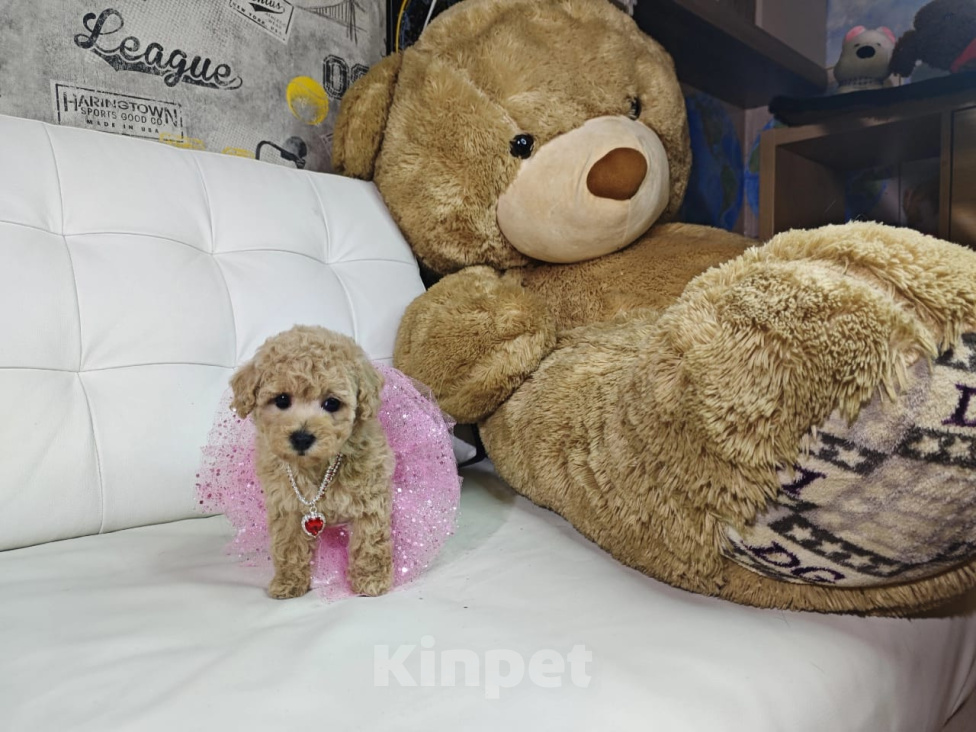 Собаки в Москве: Мальтипу девочка в типе Тедди 🐻 Девочка, 129 990 руб. - фото 1