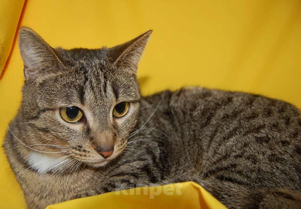 Кошки в Москве: Кошка Веста ищет дом Девочка, Бесплатно - фото 5