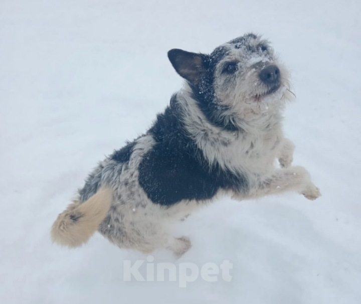 Собаки в Тамбове: Липисинка  Девочка, Бесплатно - фото 2