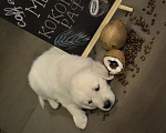 Собаки в Москве: Щенки золотистого (голден) ретривера. Мальчик, 75 000 руб. - фото 4
