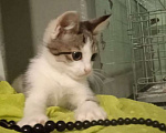 Кошки в Москве: Малыш Леопольд, добрейшая душа. Котенок 3 мес в добрые руки. Мальчик, Бесплатно - фото 5