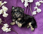 Собаки в Москве: Йорк бэби фейс мальчик чёрный стандарт Мальчик, 50 000 руб. - фото 8