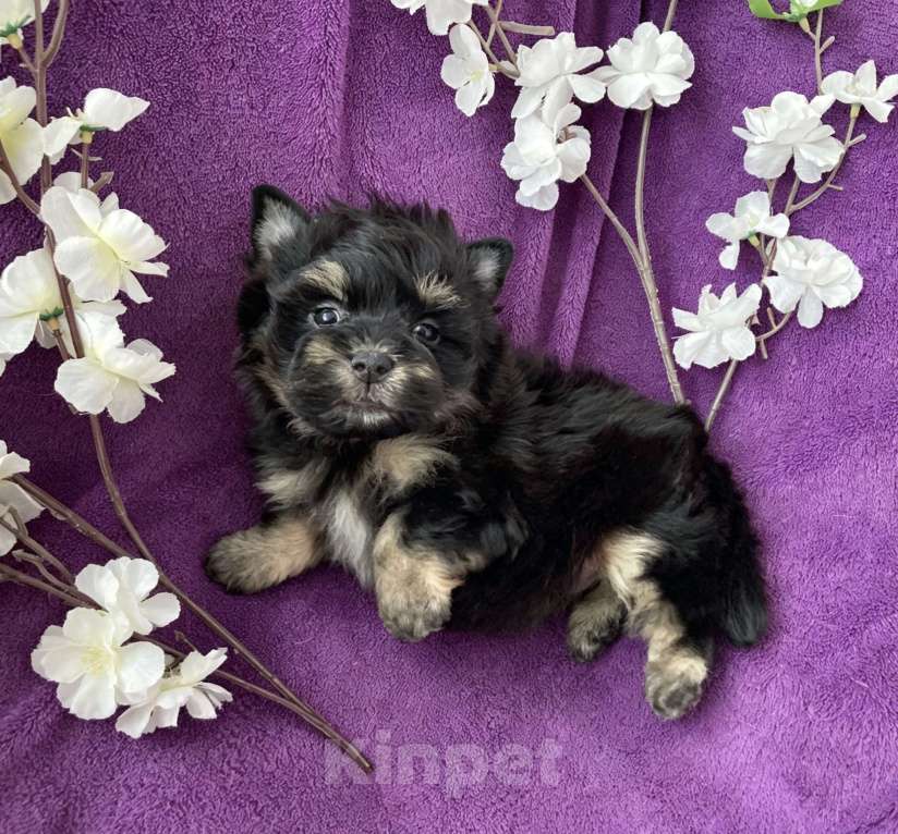Собаки в Москве: Йорк бэби фейс мальчик чёрный стандарт Мальчик, 50 000 руб. - фото 8