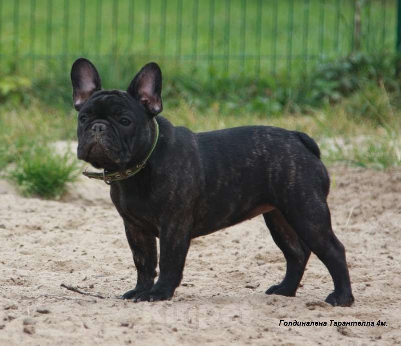 Собаки в Москве: Французский бульдог Тарантелла Девочка, 80 000 руб. - фото 6