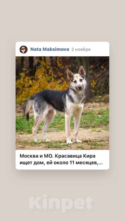 Собаки в Москве: Кира Девочка, 100 руб. - фото 1