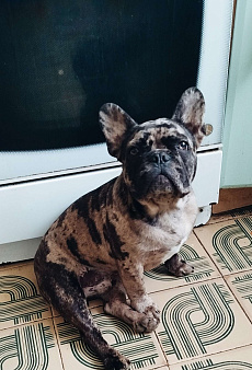Французский бульдог