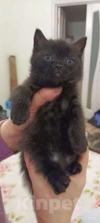 Кошки в Томске: Продам нежных очаровательных котят Шотландской пароды Девочка, 1 500 руб. - фото 3