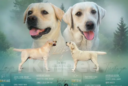 Собаки в Белгороде: Щенок-лабрадора палевый Девочка, 50 000 руб. - фото 1