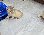 Кошки в Подольске: Шотландские и британские котята Девочка, Бесплатно - фото 8