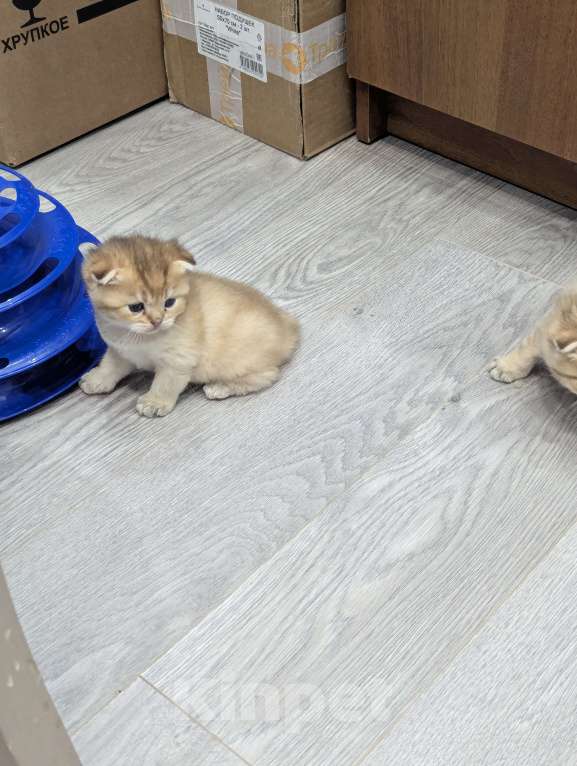 Кошки в Подольске: Шотландские и британские котята Девочка, Бесплатно - фото 8