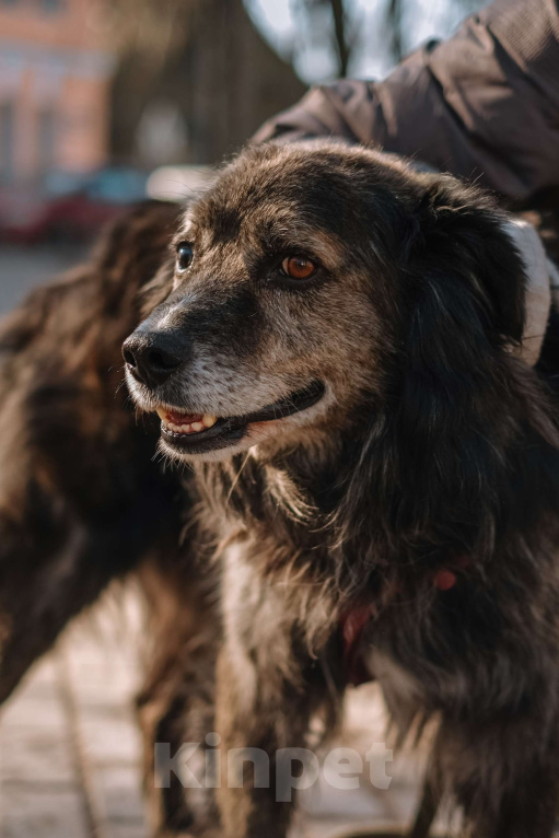 Собаки в Санкт-Петербурге: Карат из приюта в добрые руки Мальчик, Бесплатно - фото 1