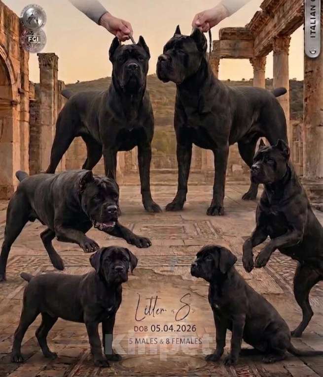 Собаки в других городах Тверской области: Бронирование щенков Кане-Корсо Разнополые, 100 000 руб. - фото 5