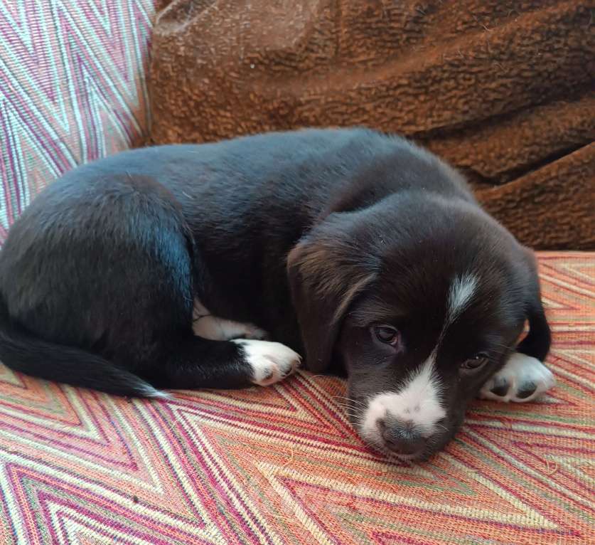 Собаки в других городах Иркутской области: Щенок русского спаниеля Девочка, Бесплатно - фото 3
