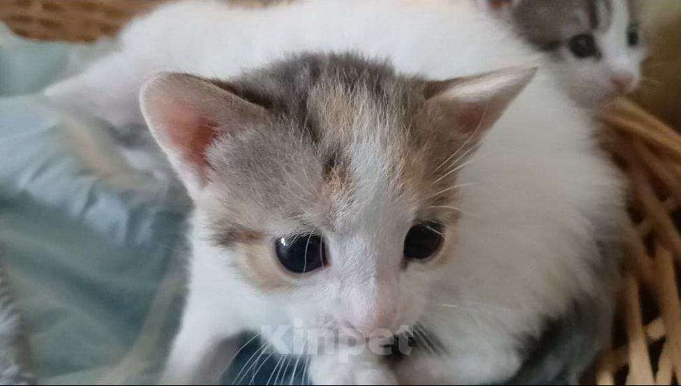 Кошки в Москве: Отдам котёнка 2 месяца Девочка, Бесплатно - фото 2