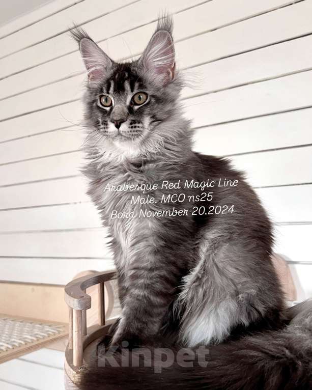 Кошки в Наро-Фоминске: Arabesque .Male.  MCO ns25 .Born 20.11.2024 Мальчик, 100 000 руб. - фото 2