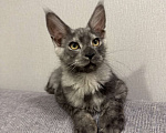 Кошки в Москве: Котенок Мейнкун Мальчик, 75 000 руб. - фото 1