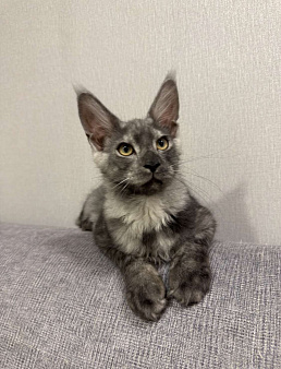 Котенок Мейнкун