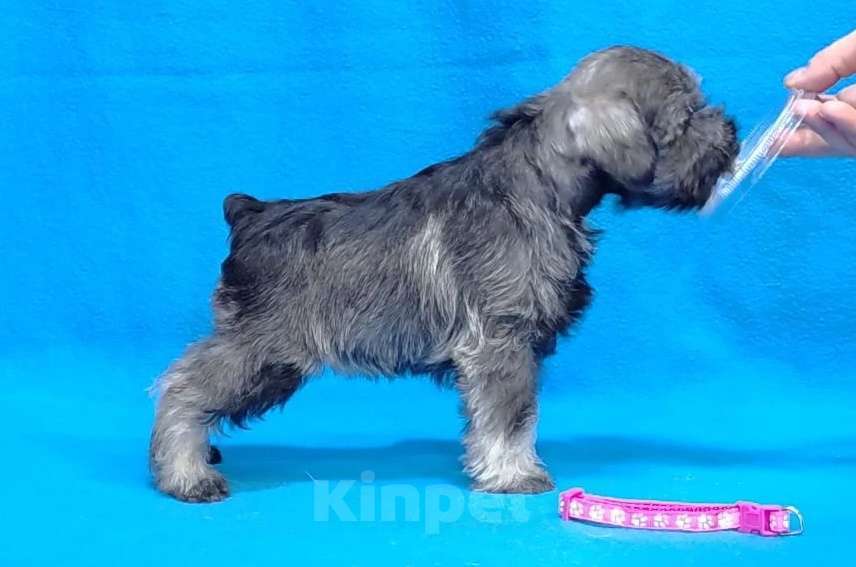 Собаки в других городах Омской области: Щенок цвергшнауцера перец с солью Девочка, 50 руб. - фото 3