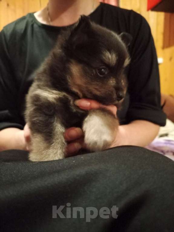 Собаки в Перми: Шпиц немецкий  Девочка, 18 000 руб. - фото 2