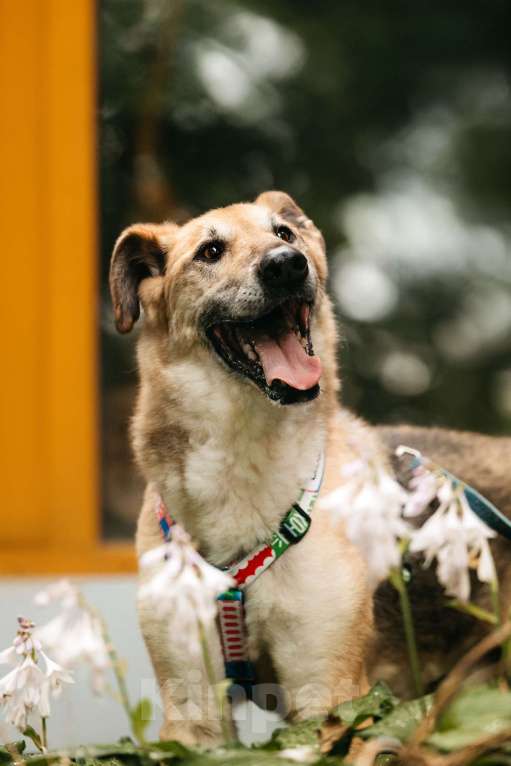 Собаки в Москве: Трепетный Джой Мальчик, Бесплатно - фото 3