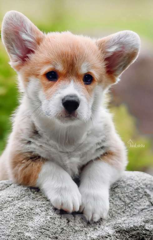 Собаки в Москве: Щенки вельш корги пемброк  Мальчик, 120 000 руб. - фото 2