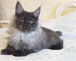 Кошки в Москве: Котёнок мейн-кун Мальчик, 65 000 руб. - фото 2