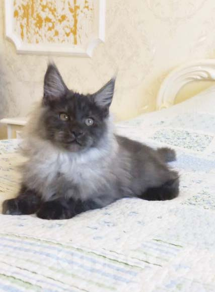 Кошки в Москве: Котёнок мейн-кун Мальчик, 65 000 руб. - фото 2