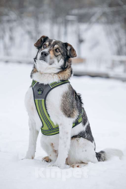 Собаки в других городах Московской области: Сладкий пирожок заждался свою семью Мальчик, Бесплатно - фото 2