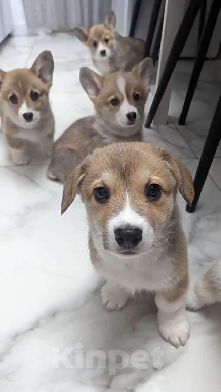 Собаки в Волгограде: Мальчик  Мальчик, 65 000 руб. - фото 3