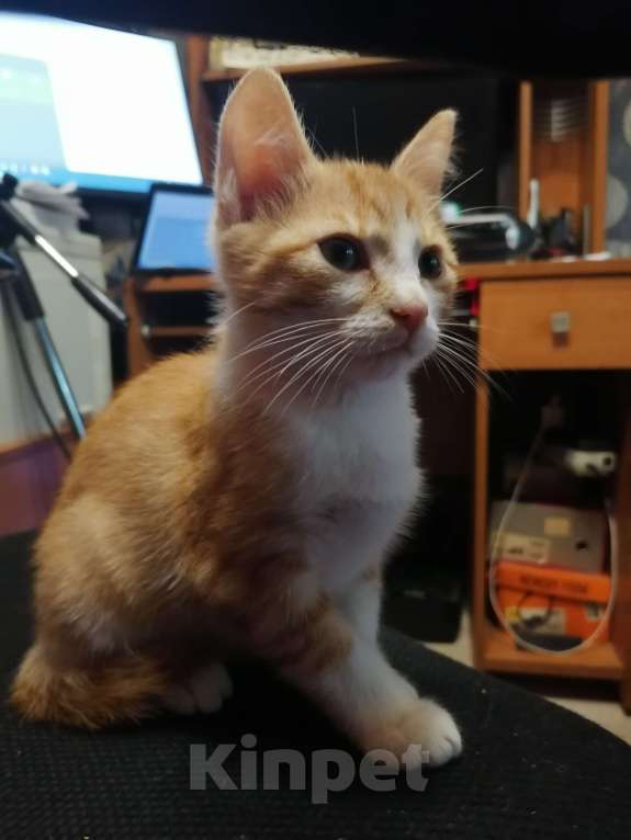 Кошки в Томске: Забавный рыжик Мальчик, 10 руб. - фото 5