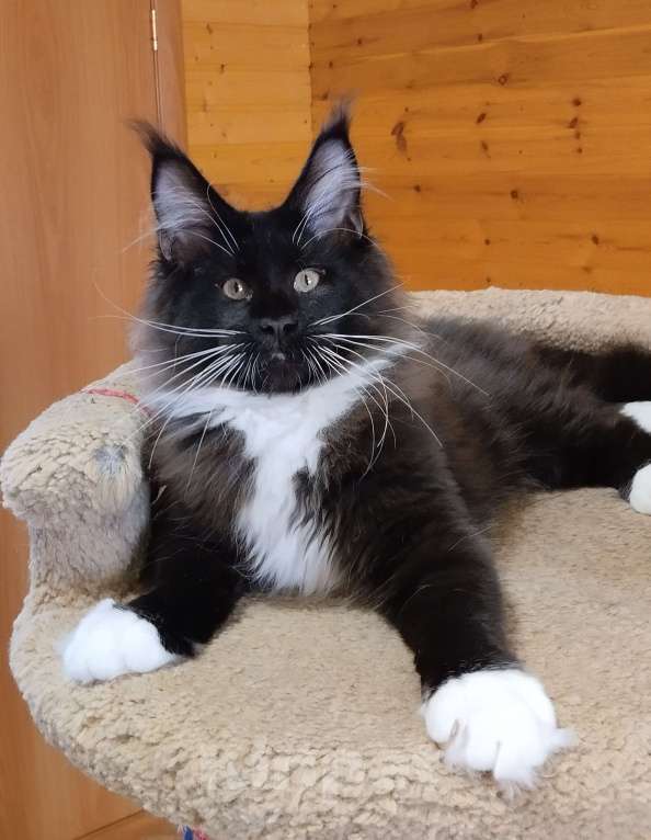 Кошки в Москве: Котик мейн кун Мальчик, 55 000 руб. - фото 5