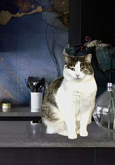 Никто не замечает кошечку Плюшу! 