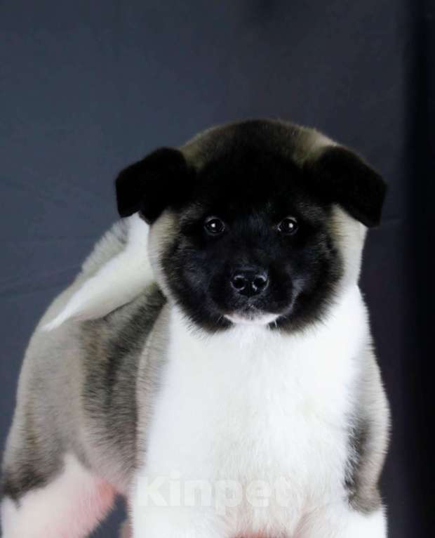 Собаки в других городах Ленинградской области: Щенок Американской акиты, для семьи и выставок. Мальчик, 80 000 руб. - фото 5