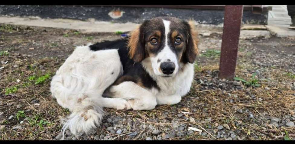 Собаки в других городах Краснодарского края: Найден пес Мальчик, Бесплатно - фото 1