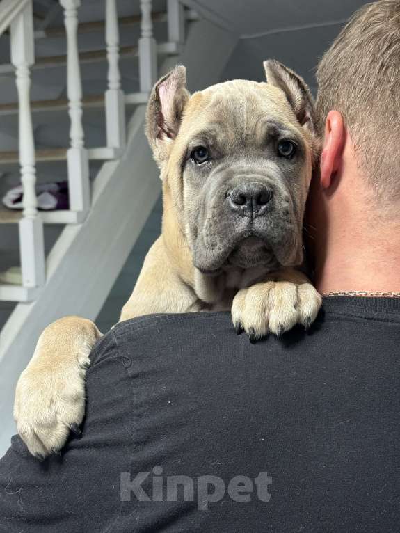 Собаки в Москве: Щенки кане корсо Мальчик, 120 000 руб. - фото 3