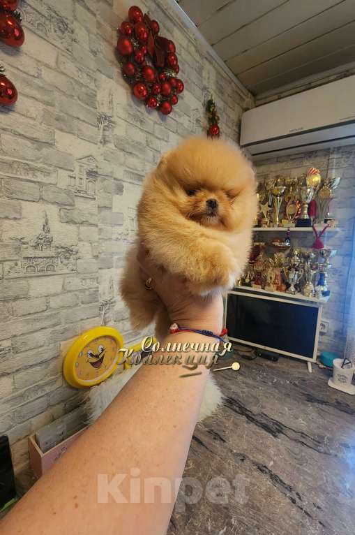 Собаки в Москве: 100% померанский шпиц курносый МИНИ мальчик питомник РКФ Мальчик, Бесплатно - фото 2