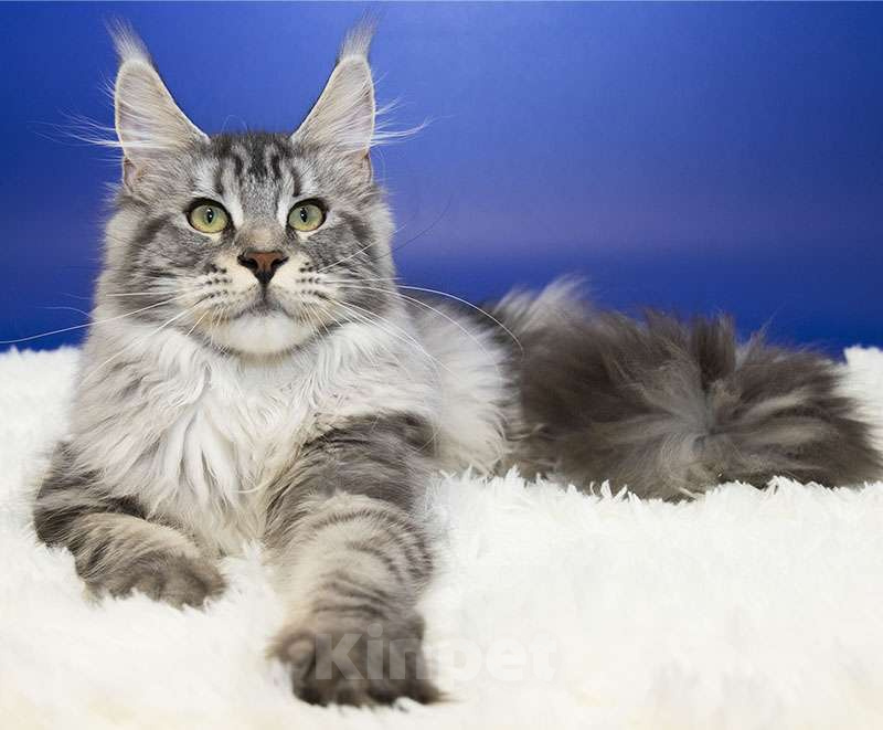 Кошки в Москве: Мейн кун, девочка, подросток. Девочка, 15 000 руб. - фото 1