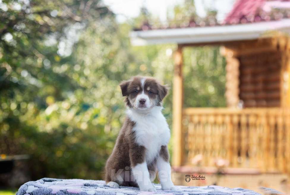 Собаки в Москве: австралийская овчарка аусси Девочка, 80 000 руб. - фото 3