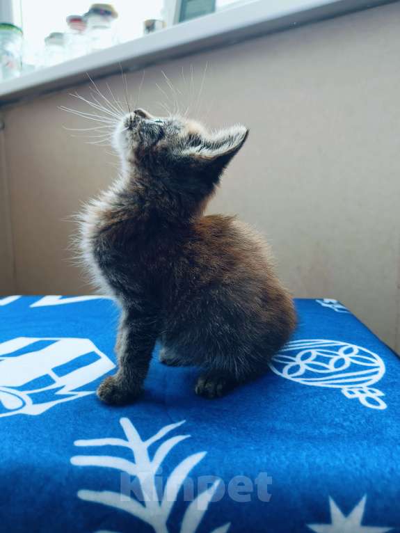 Кошки в Москве: Котёнок полтора месяца Тишка Мальчик, Бесплатно - фото 4